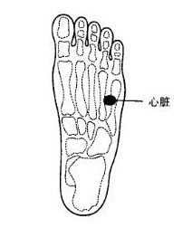 脚部反射区7：心脏，脾，膝，下腹部，生殖腺，髓，股关节等反射区