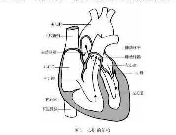 心脏位于人体的什么位置，心脏的结构，什么是心脏的传导系统