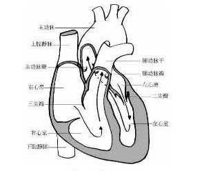 心脏位于人体的什么位置，心脏的结构，什么是心脏的传导系统